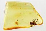Detailed Fossil Leafhopper (Cicadellidae) Exuvia In Baltic Amber #343379-1